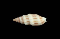 藏品(蛹筆螺)的圖片